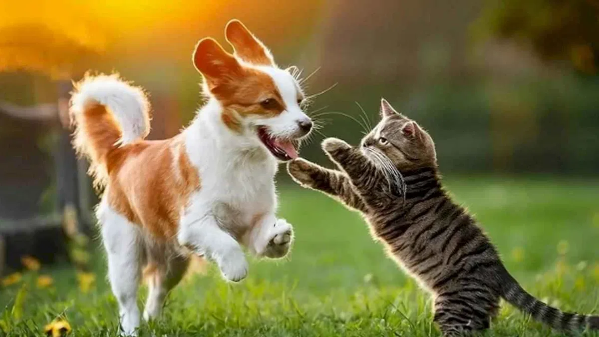 Yaz sıcağında kedi ve köpek sağlığı için karışık besleme önerisi