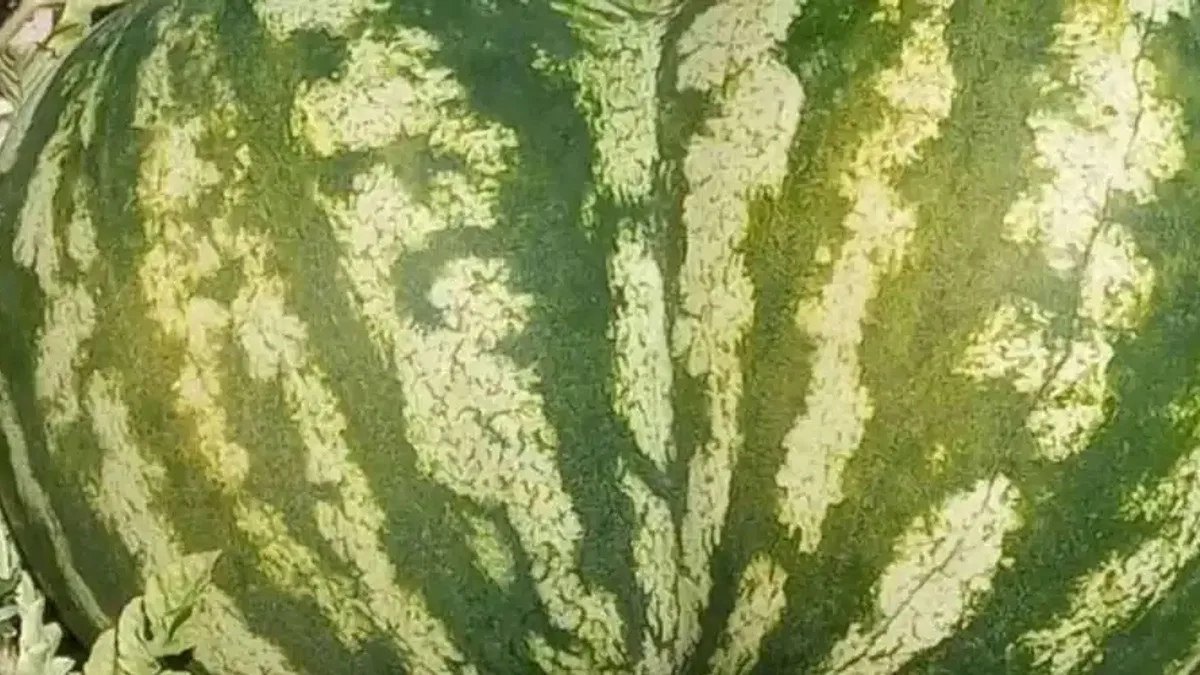 Kalp şeklindeki karpuz şaşkınlık yarattı