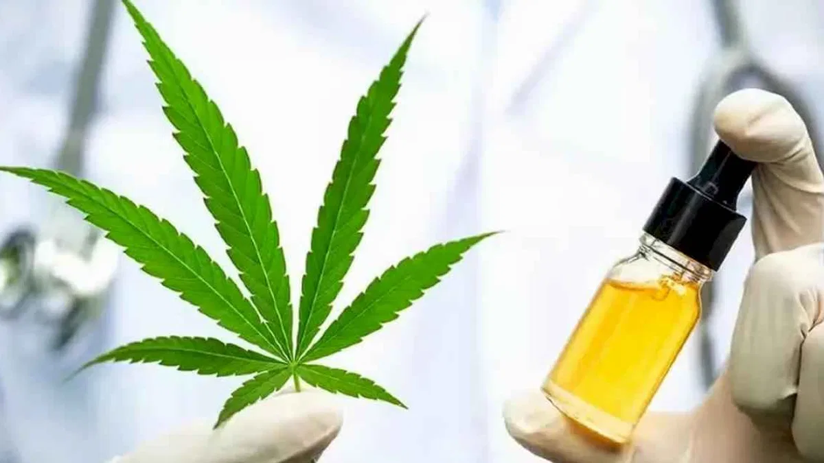 Kenevir yetiştiriciliği için başvurular 1 Ekim'de başlıyor