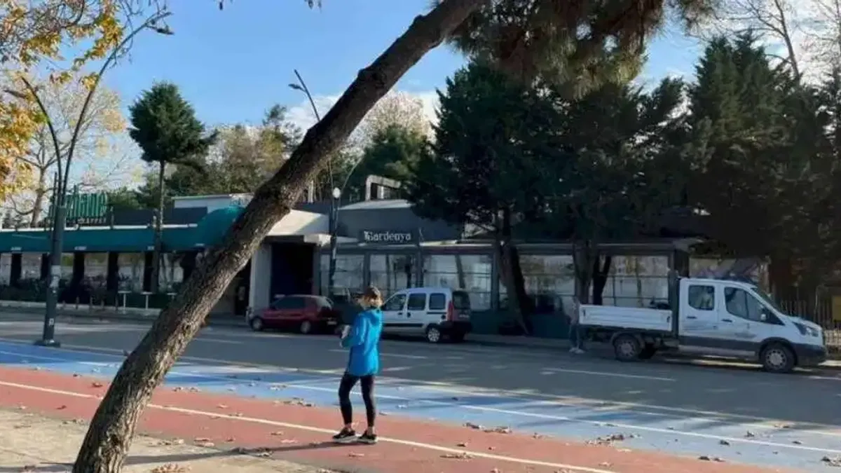 Ordu’da tehlike arz eden ağaçlar için güvenlik çalışması