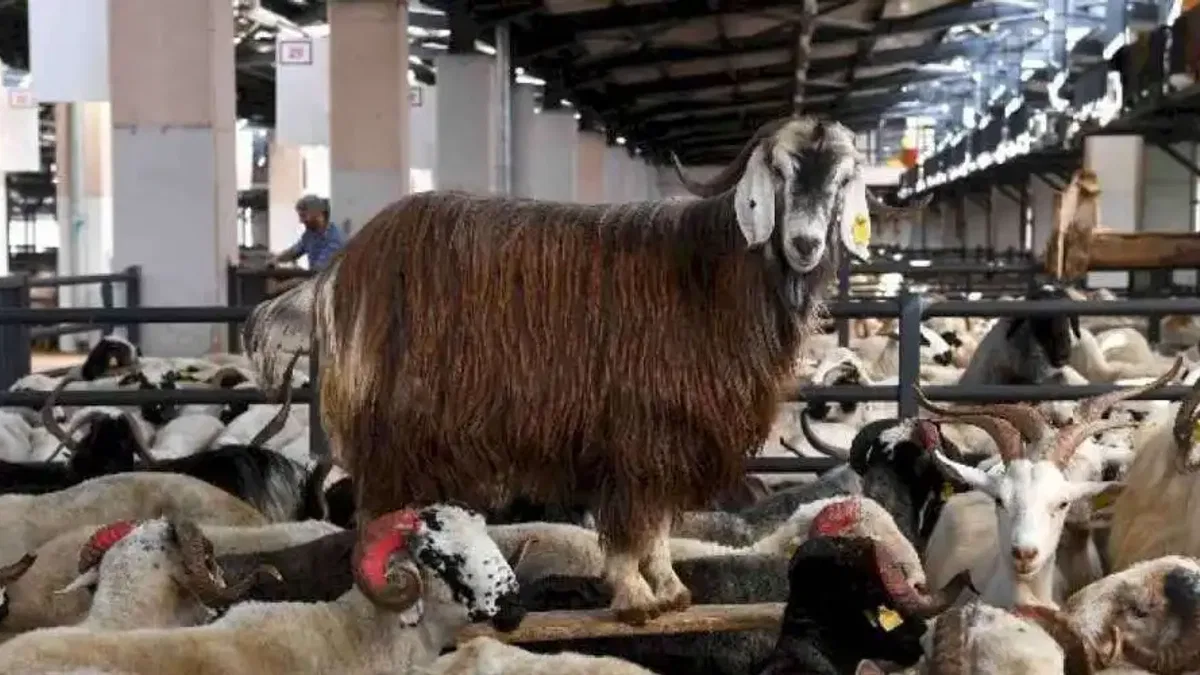 Bursa Osmangazi’de kurban kesim noktaları belli oldu