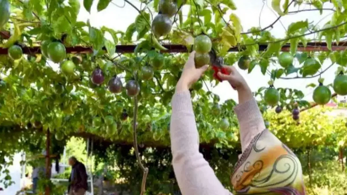 Passiflora üreticilerinin hasat sevinci