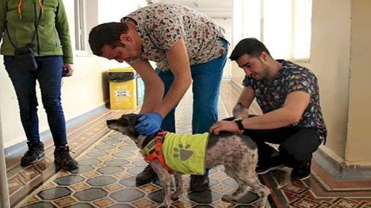 Konak'taki can dostlar için aşı mesaisi