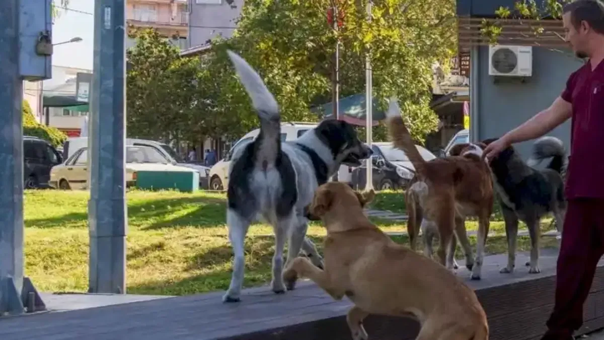 İzmir'in 11 ilçesinde sahipsiz hayvan sayımı tamamlandı