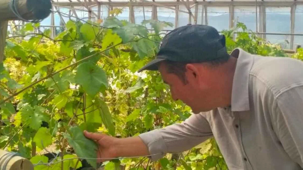 Tokat'ta dirençli üzüm çeşidi geliştirildi