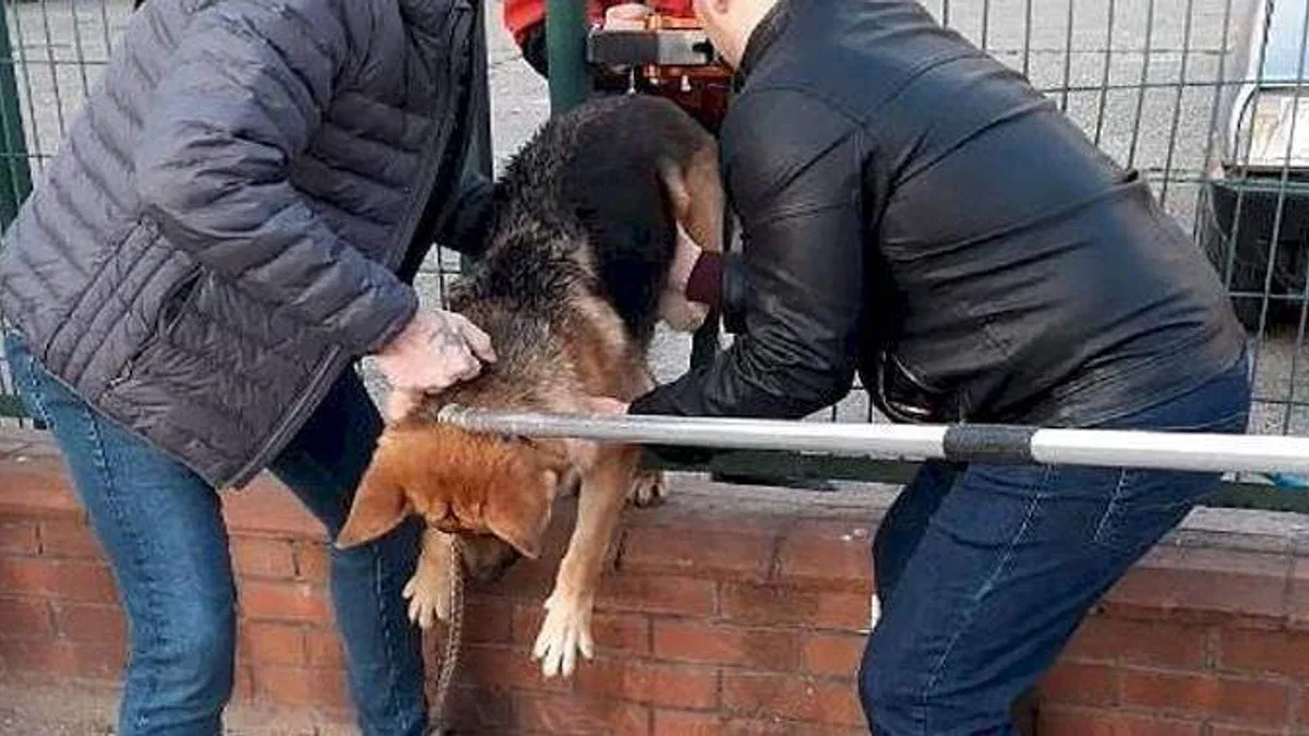 Demir çitlere sıkışan köpeği itfaiye kurtardı
