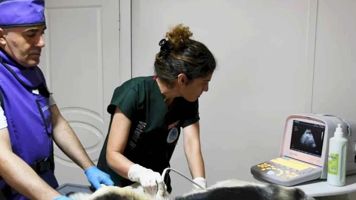 İzmir Karabağlar'dan sokak hayvanlarına modern hizmet