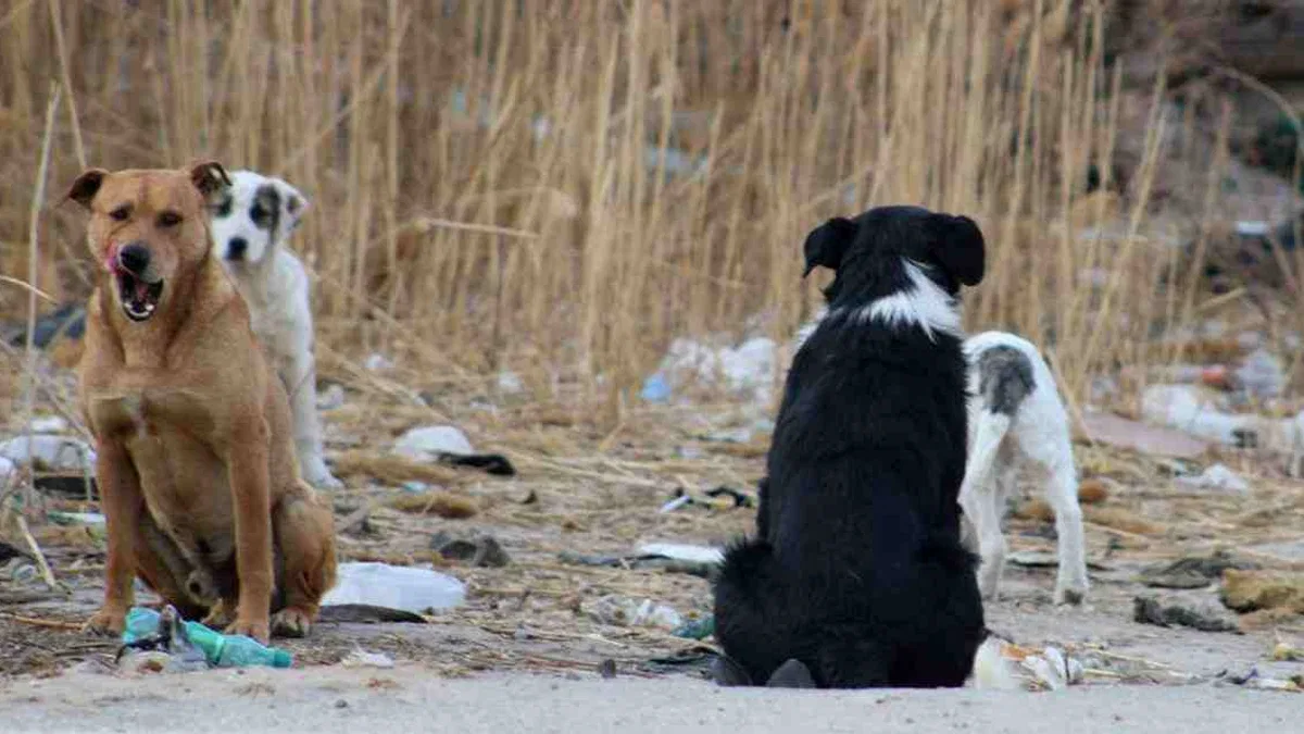 Türkiye'de 6.5 milyon sahipsiz köpek var!