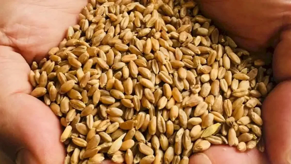 Muğla Milas'ta üreticilere karakılçık buğday tohumu