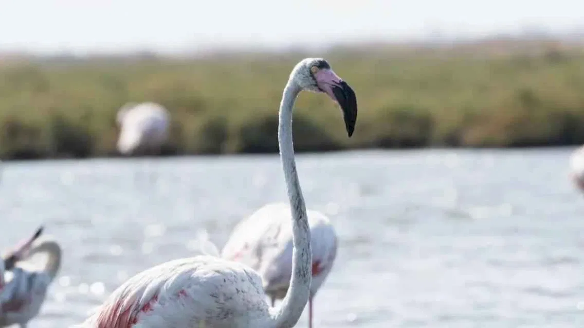 İzmir'de 'Flamingo Yolu' turları yeniden başladı