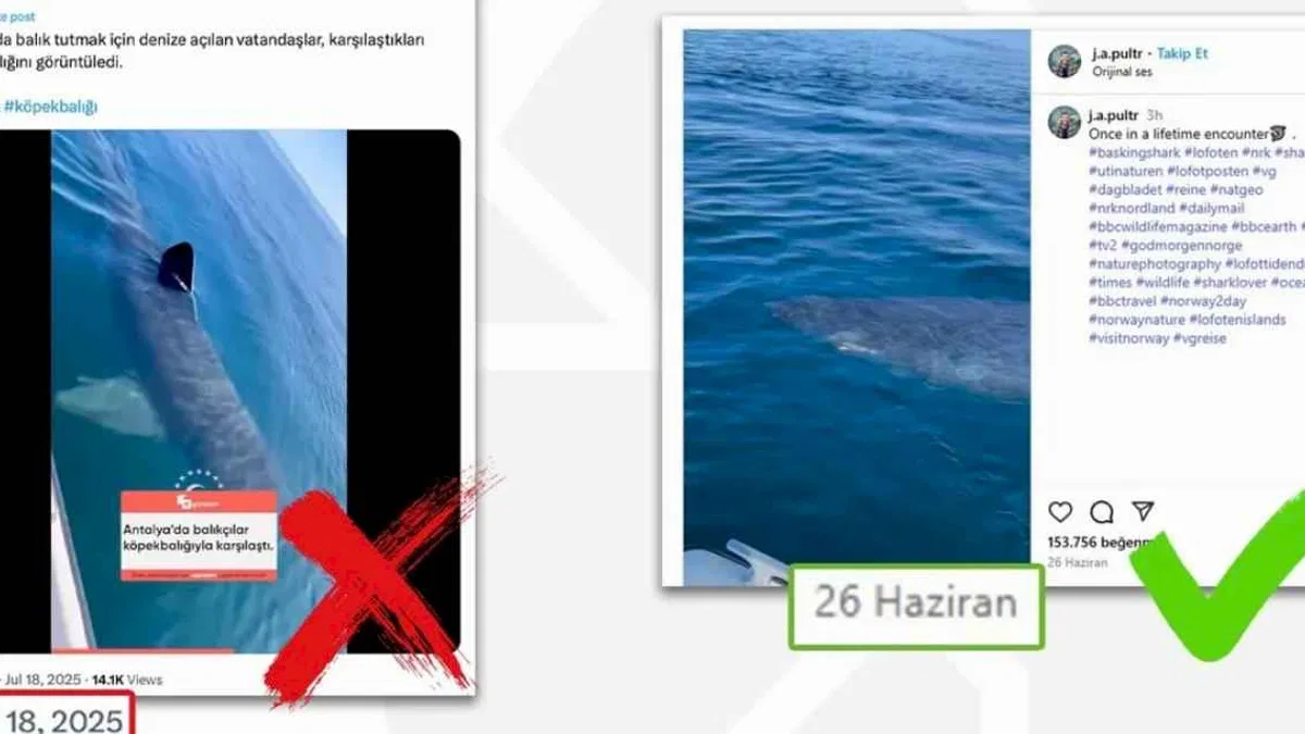 Antalya’da köpekbalığı iddiası dezenformasyon çıktı... DMM: O video Norveç’ten!