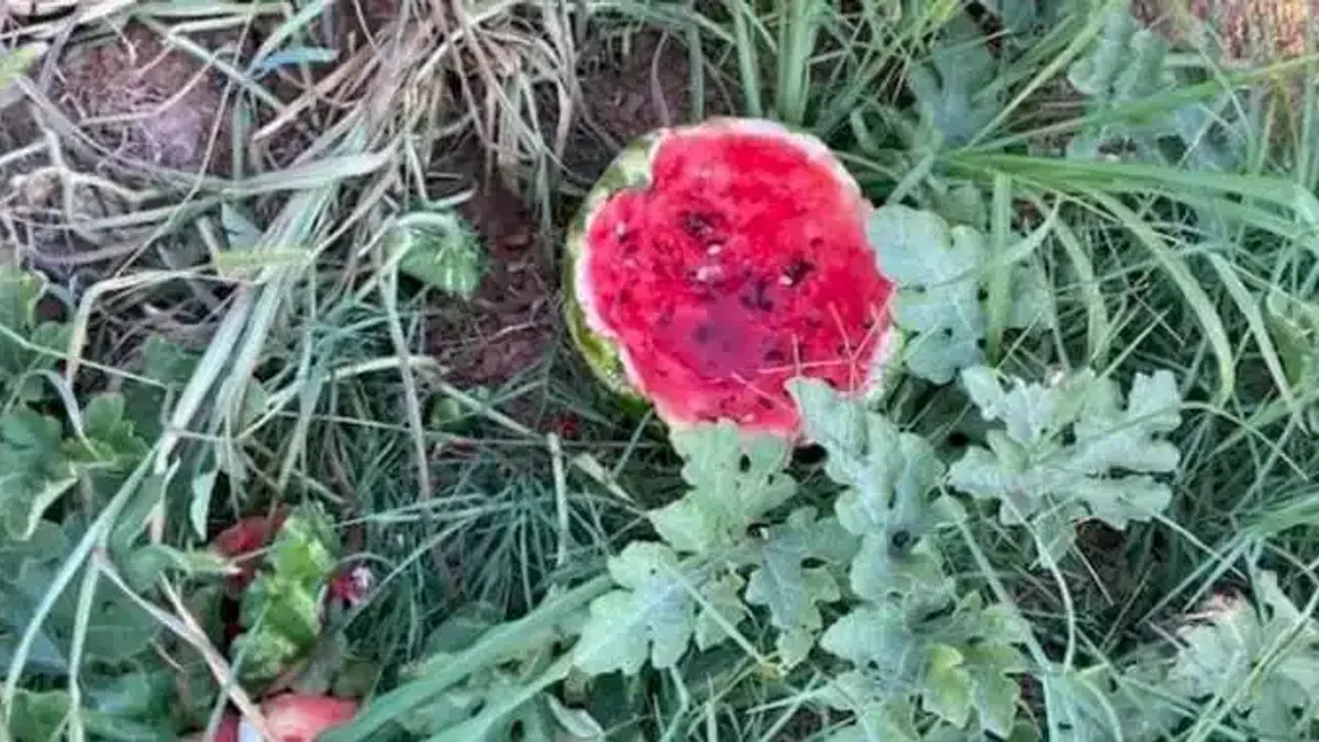 Bursa Yenişehir'de yaban hayvanları karpuzlara dadandı! Üretici çiftçiler helal etti!