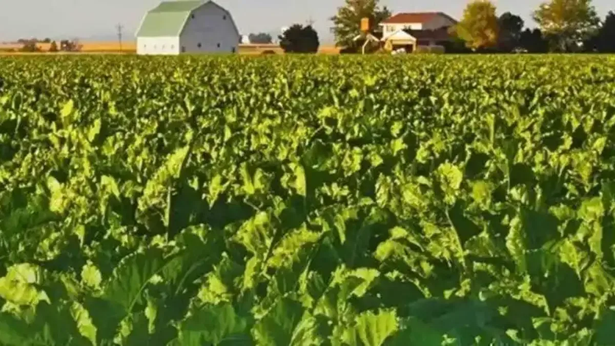 Şeker pancarının alım fiyatı belli oldu