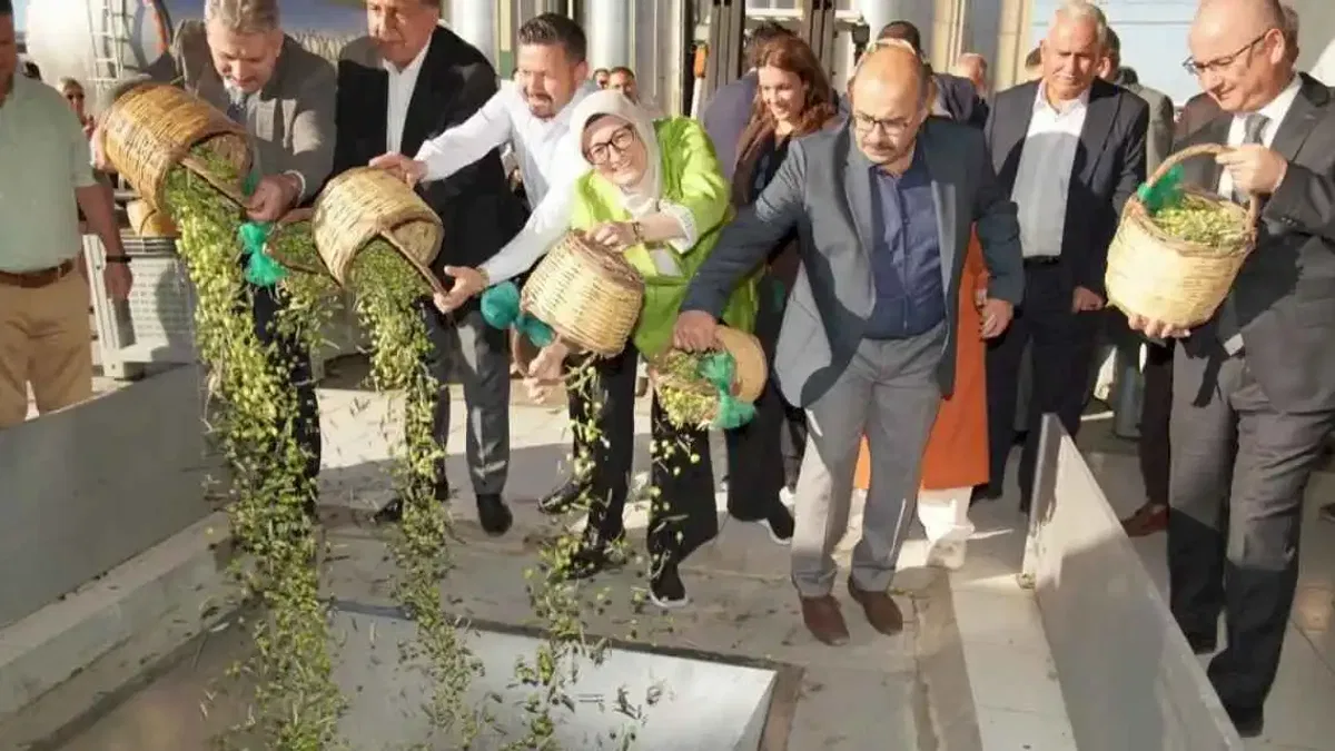 Ayvalık'ta yılın ilk zeytin hasadı yapıldı