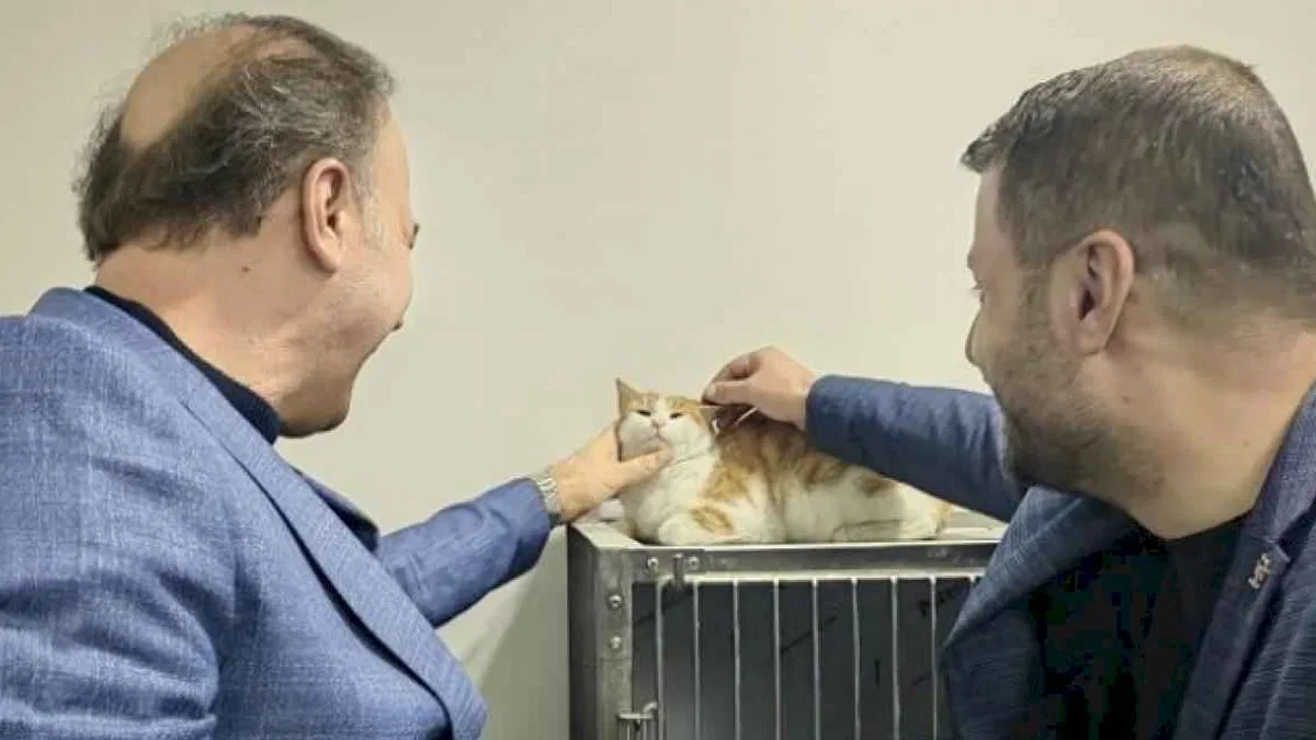 Sakat kediye büyükşehir adayı Erin sahip çıktı