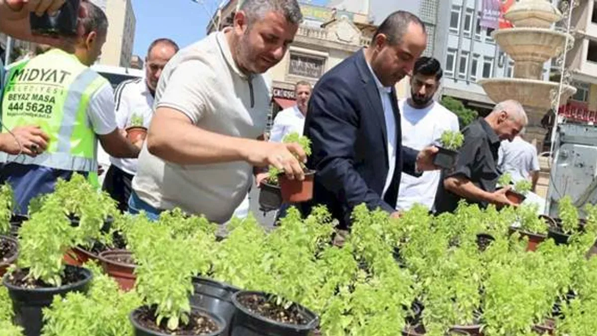 Mardin Midyat’ta fesleğen ve reyhan dağıtıldı