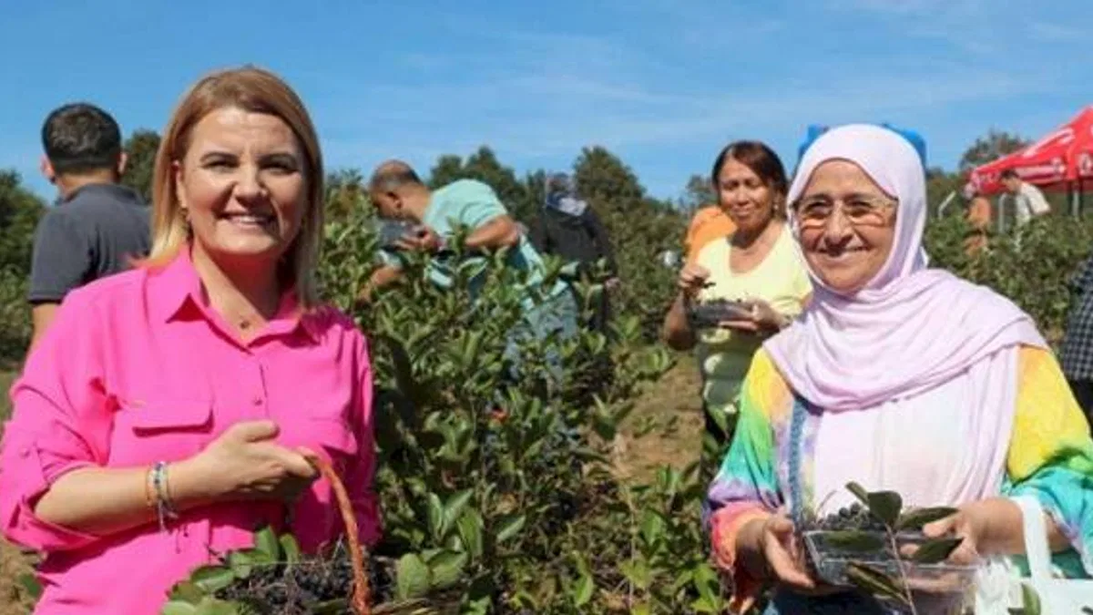 İzmit’te süper meyve aronya hasadı mutluluğu