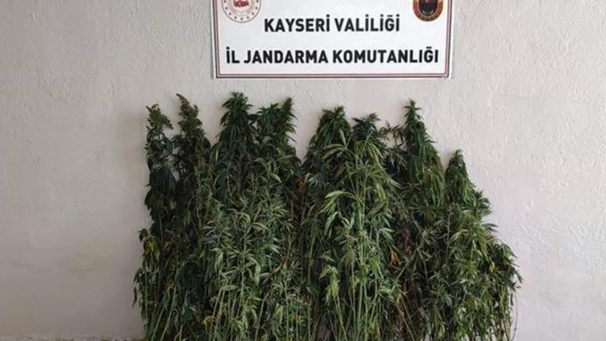 Kayseri'de ayçiçeği tarlasında kenevir bulundu