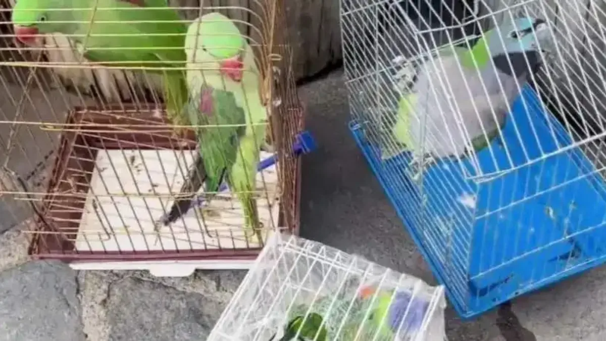 Eminönü’nde petshop denetimi... 39 papağan koruma altında