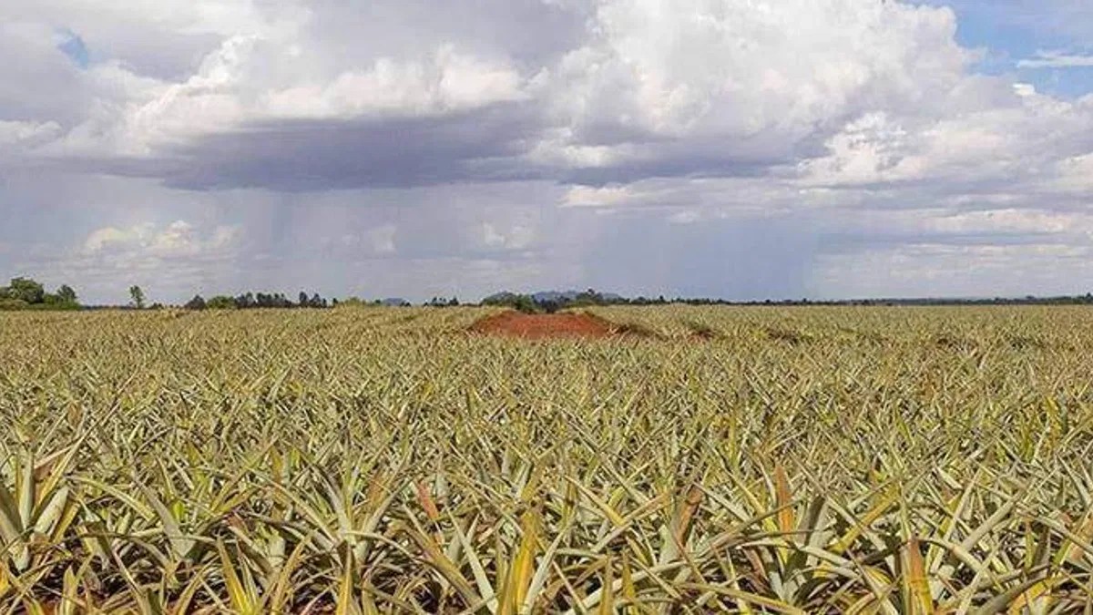 Afrika'da tarımda daha fazla verim için 257 milyar dolara ihtiyaç var