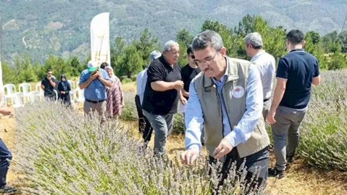 Bursa Orhaneli lavanta kokuyor