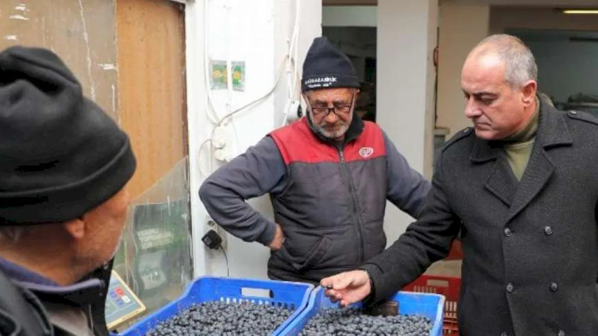 Gemlik zeytini alım fiyatları yüzde 20 arttı!