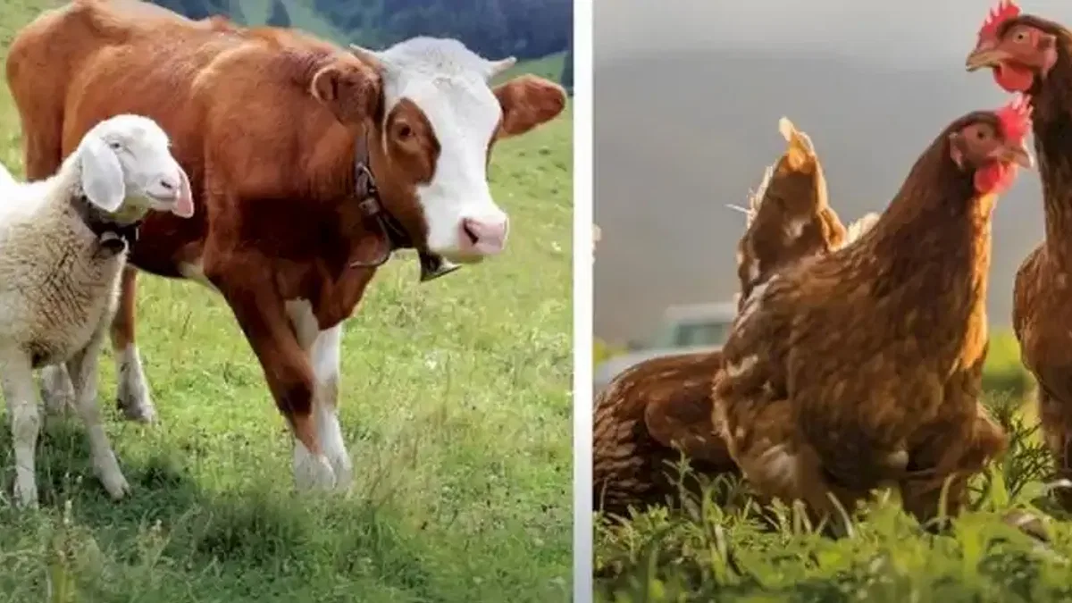 Hayvansal üretimde yükseliş... Sığırdan bala kadar artış var