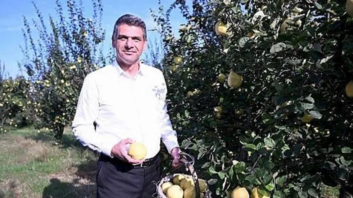 Hasat Başladı, Şimdi Eşme Ayva Festivali Zamanı