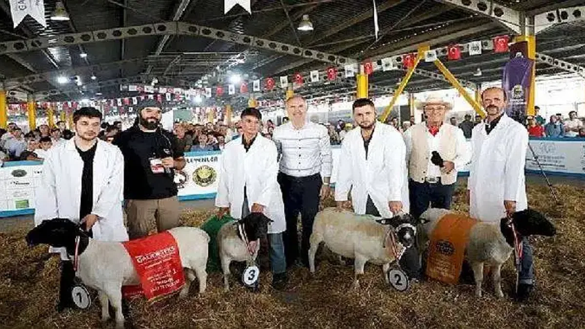 Türkiye'nin En Kapsamlı Küçükbaş Hayvancılık Festivali İçin Geri Sayım Başladı