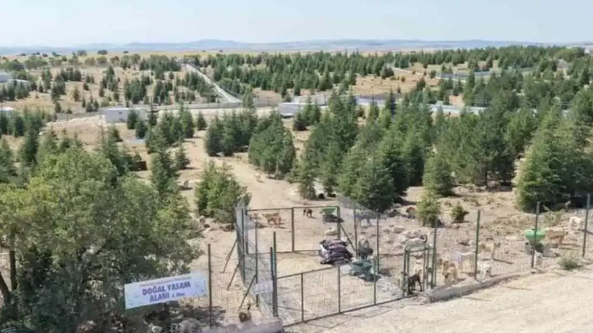 Eskişehir Büyükşehir’den sahipsiz hayvanlara yeni proje