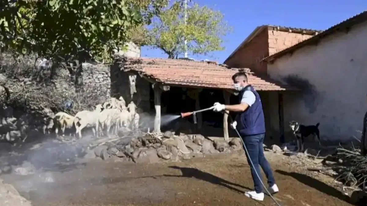Manisa'da mavi dil hastalığıyla mücadele kapsamında 111 mahalle ilaçlandı