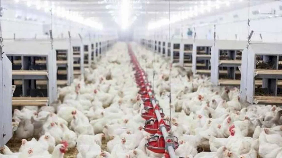 Tavuk yumurtası üretimi yüzde 3,6 arttı