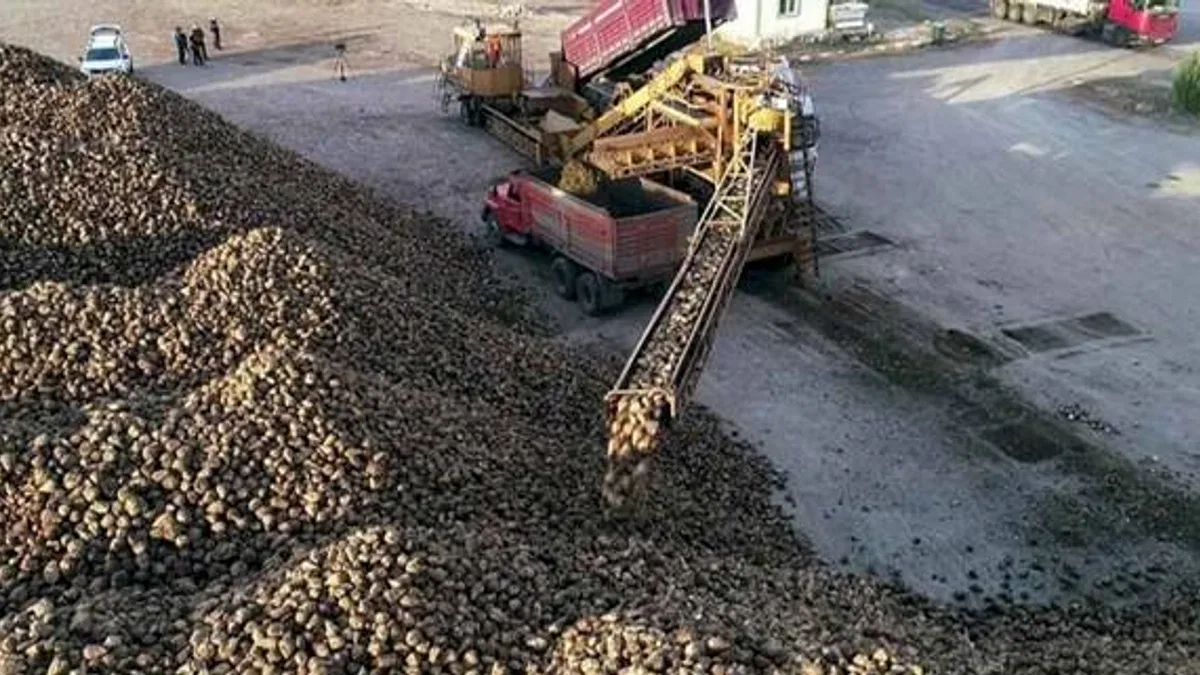 Erzurum ve Erzincan'da pancar hasadı tamamlandı