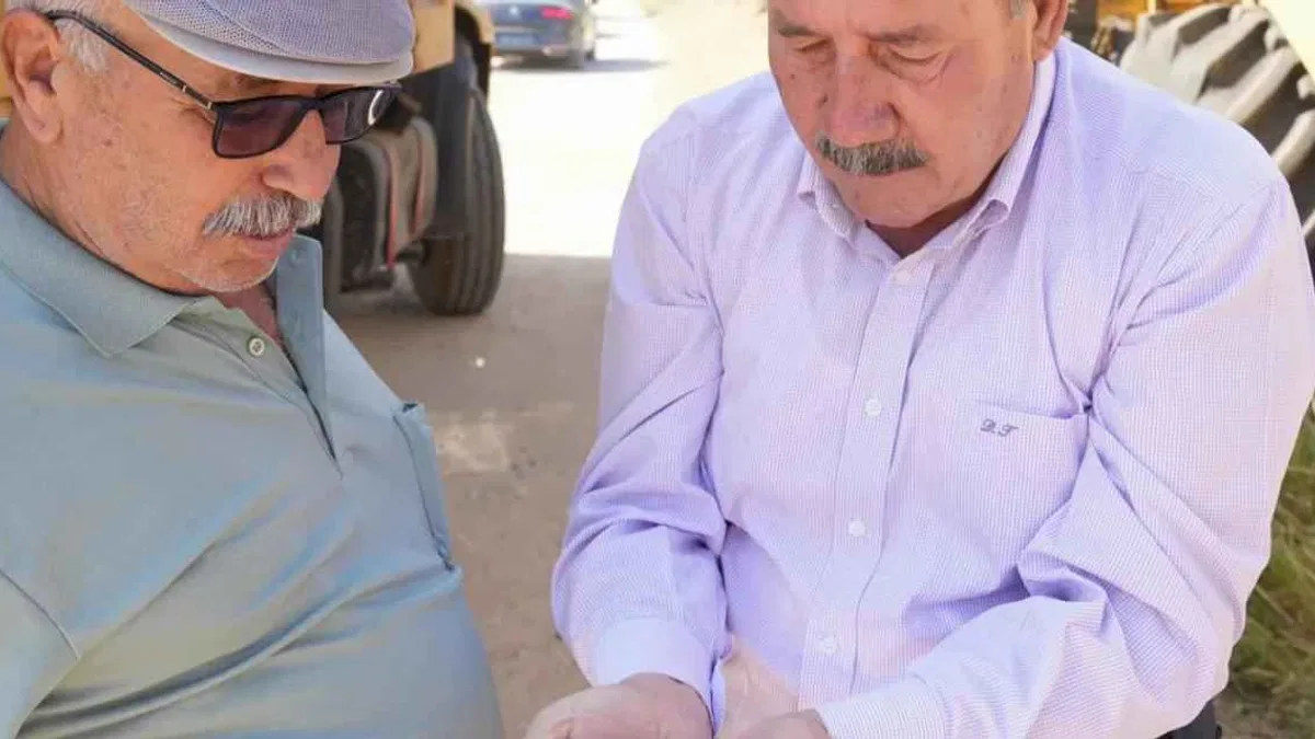 Muğla Milas Belediyesi karakılçık buğday hasadı gerçekleştirdi