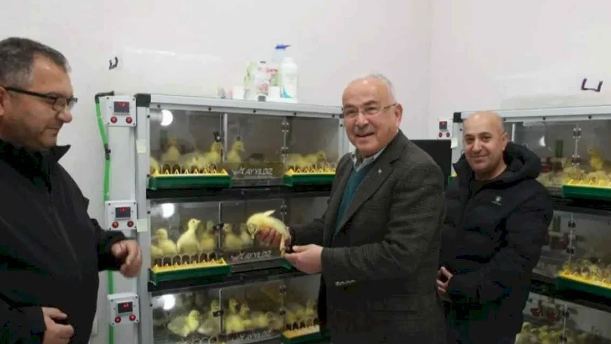 Ordu'da kaz yetiştiriciliği artıyor