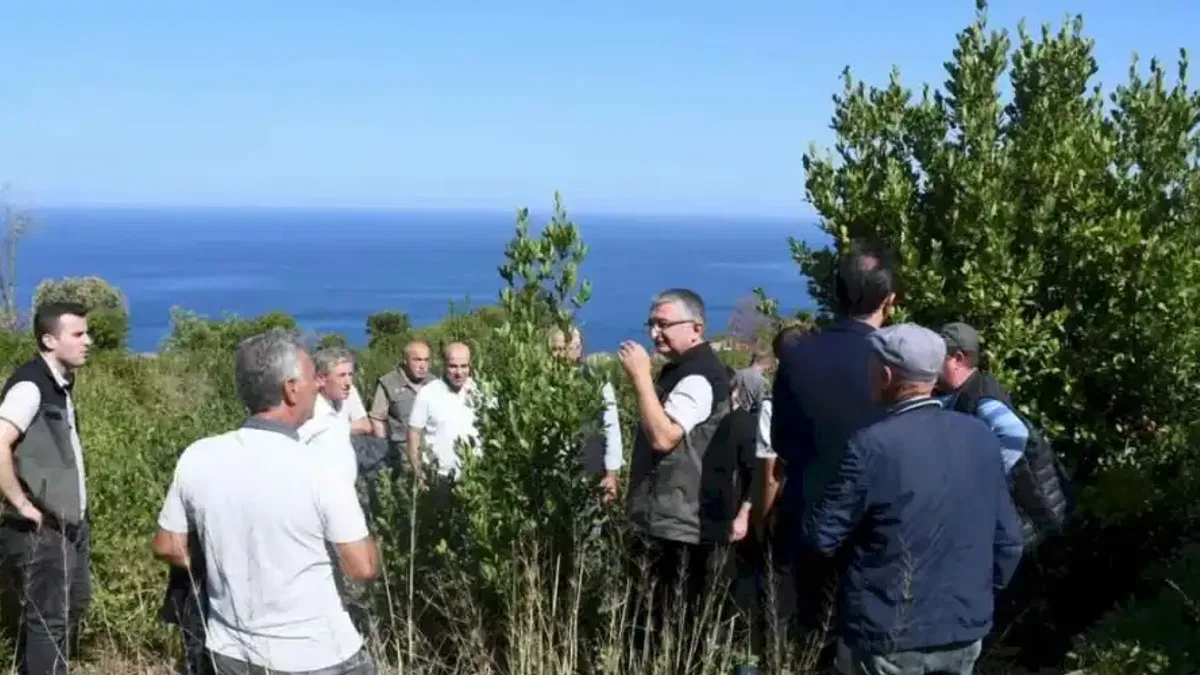 Bursa Orman, Mudanya kırsalında defne sahalarını iyileştirecek