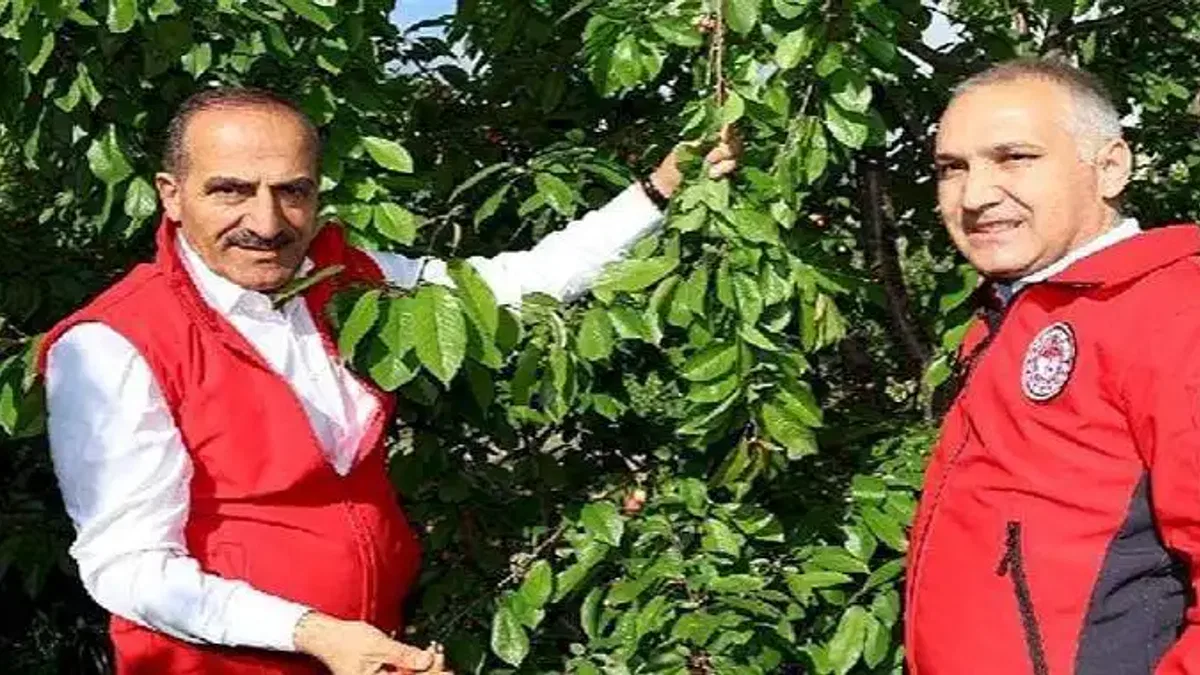 2023'ün ilk kirazı hasat edildi: Kirazda rekorlar kırdığımız bir yıl olacak