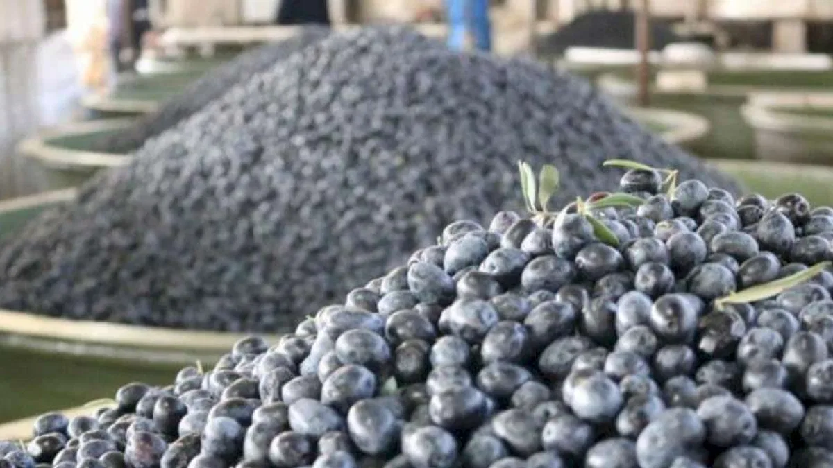 Zeytin üreticilerine 332 milyon TL ödeme 8 Aralık'ta hesaplarda