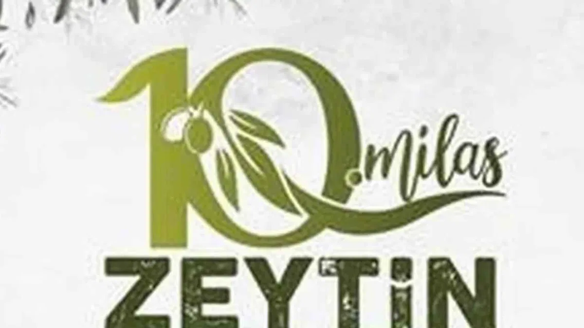 Milas'ta zeytin hasat şenliği için geri sayım başladı
