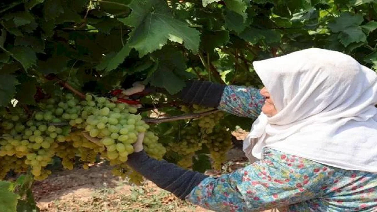 Yaş üzümde 200 milyon dolar aşılacak