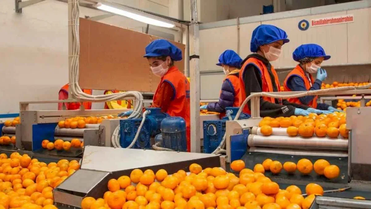 Satsuma mandalinanın yolculuğu 17 Ekim’de başlıyor