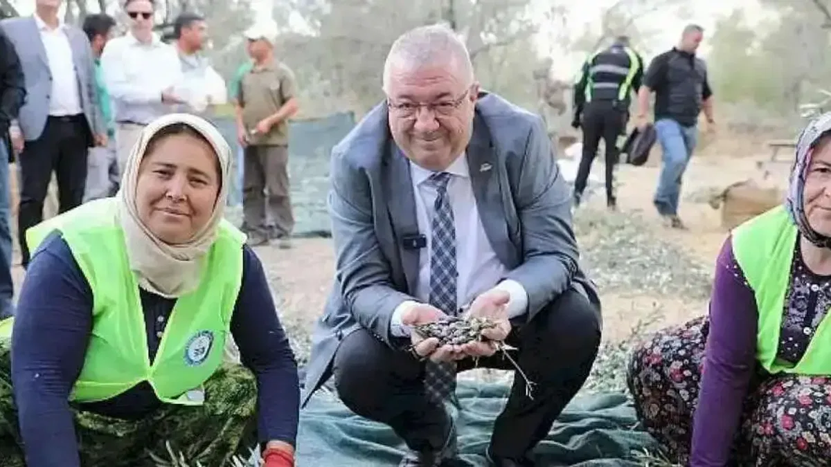 Edremit Belediyesi'nde zeytin hasadı başladı
