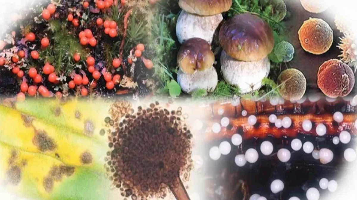 Gıdalardaki bitki toksinlerine ilişkin numunelere AB uyumu