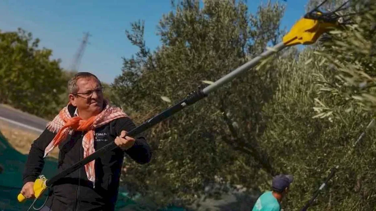 Ayvalık'ta belediye zeytinliklerinde ilk hasat