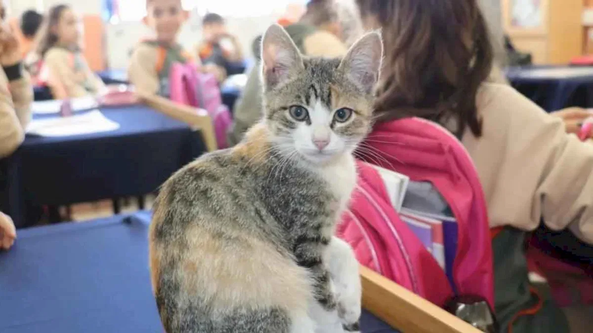 Amasya'da kedi 'Karamel' sınıfın parçası haline geldi