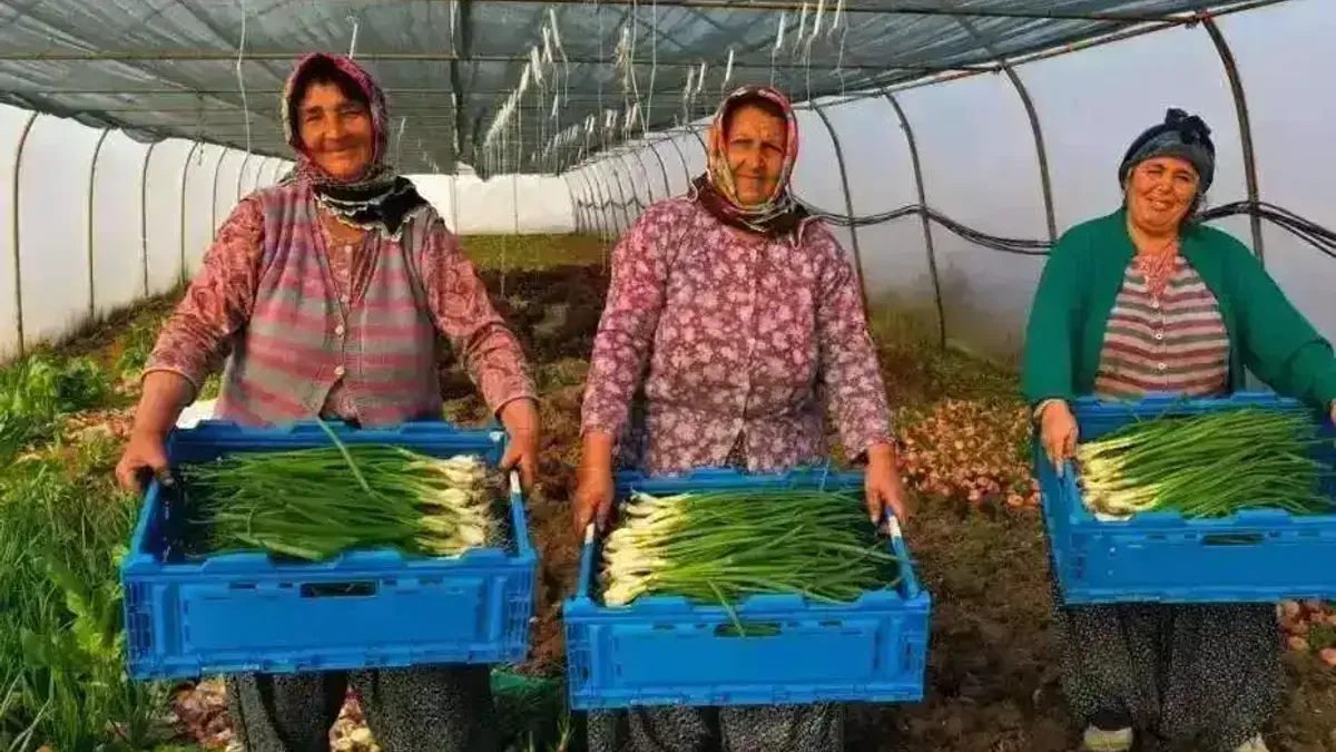 Kocaeli’de seracılık, Büyükşehir’le yaygınlaşıyor