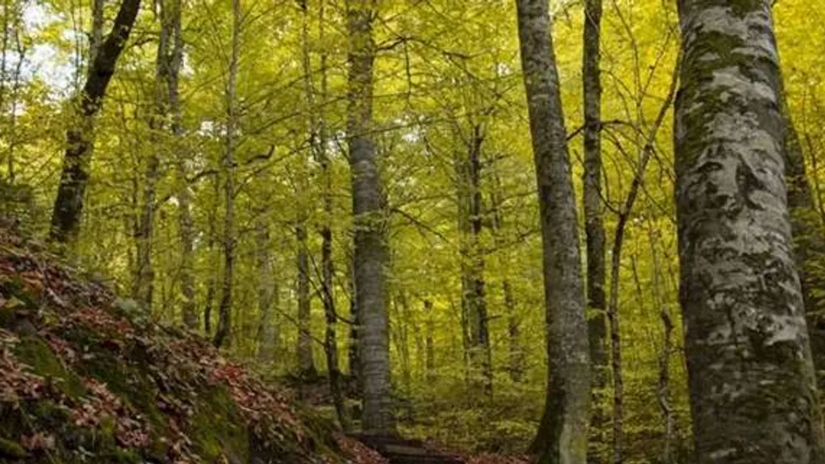 Bolu ormanlarına girişler 30 Eylül'e kadar yasaklandı!