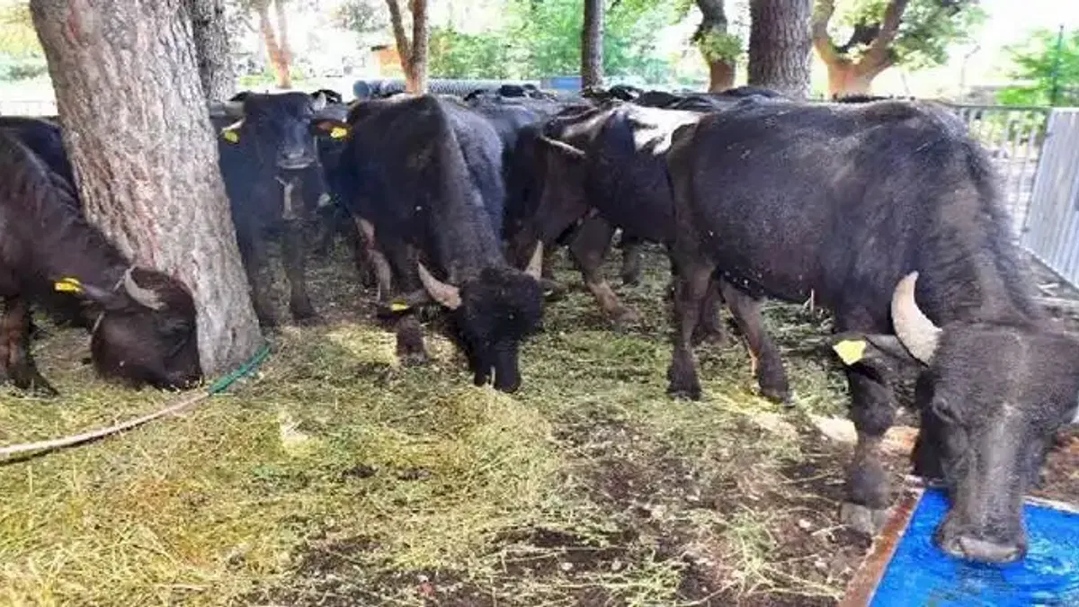 Manda üreticiliği altın kadar kıymetli