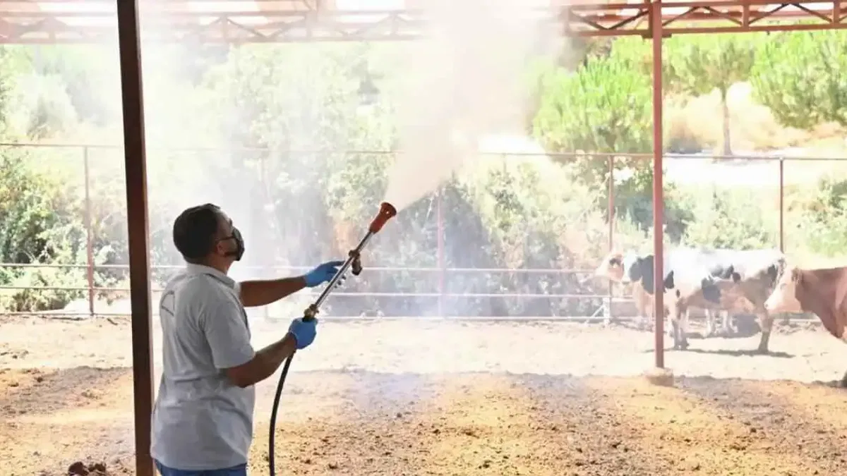Manisa Sarıgöl’de Akabane hastalığına karşı ilaçlama