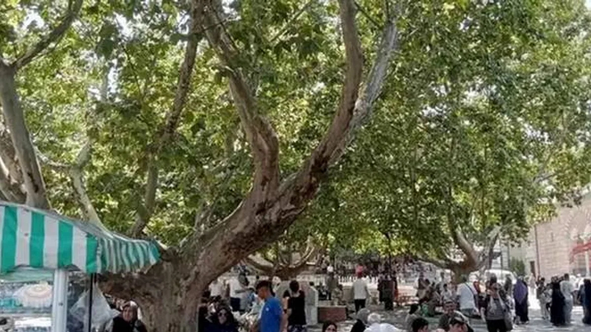 Bursa’da çınar ağaçları serinlemek için en güzel yol